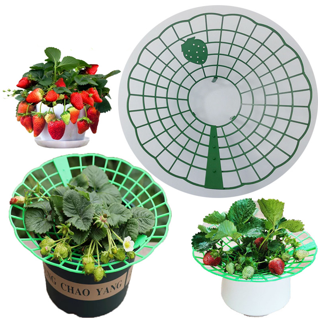 20PCS Strawberry Stand Green C – обзор и цена Vine Climbing Plastic
