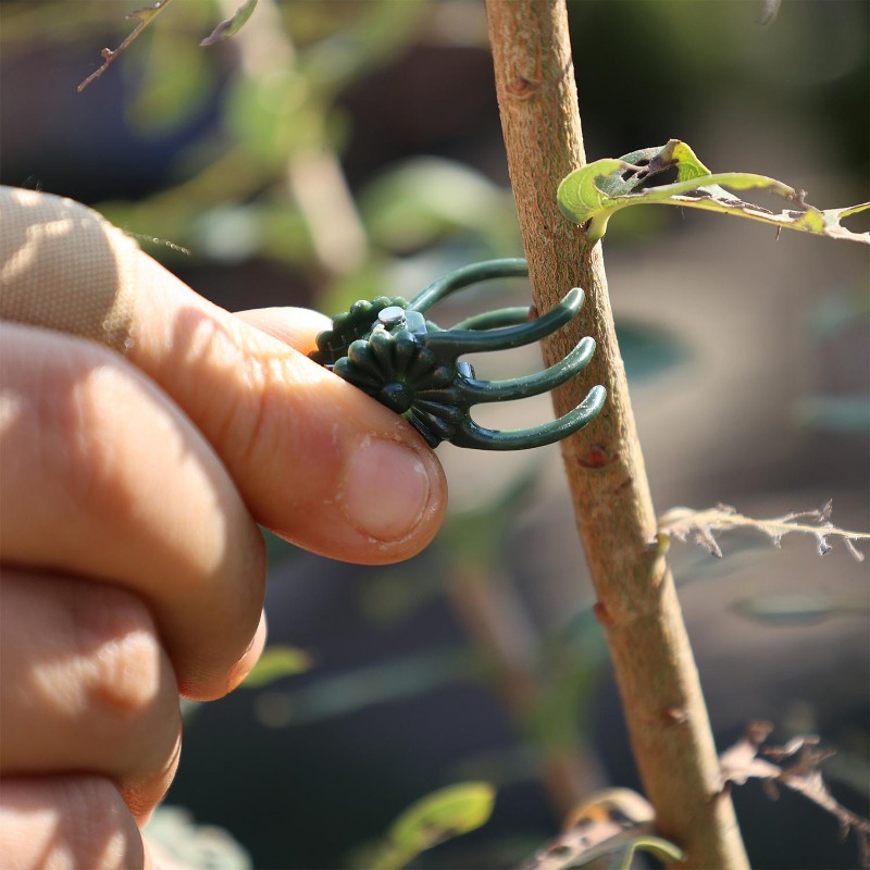 Wholesale Mini Plant Support C – обзор и цена Vine Climbing Plastic