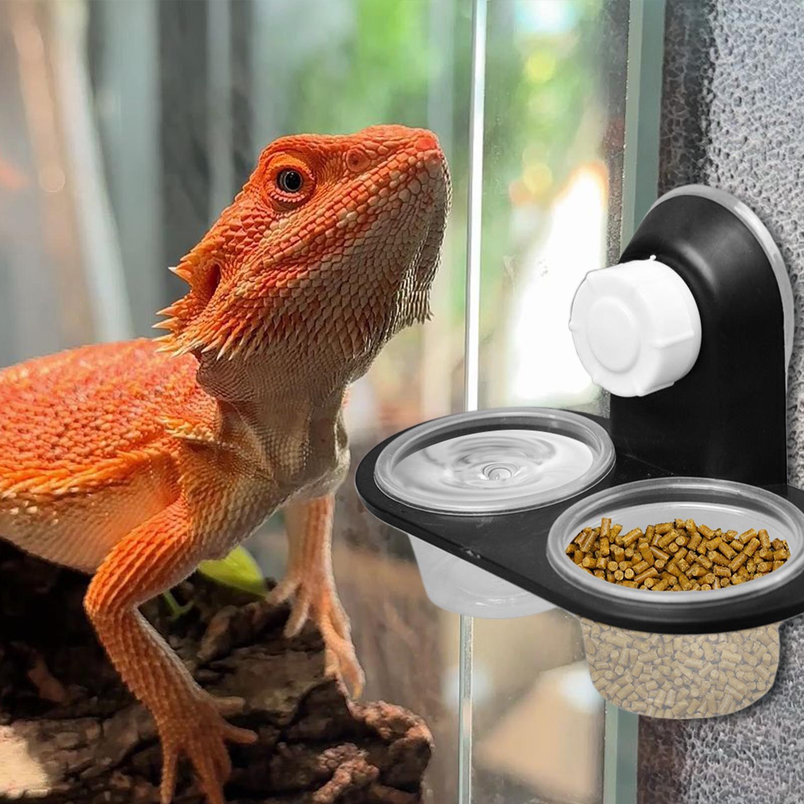 Gecko Food Dish Gecko Feeding  – обзор и цена Water Dish Reptile