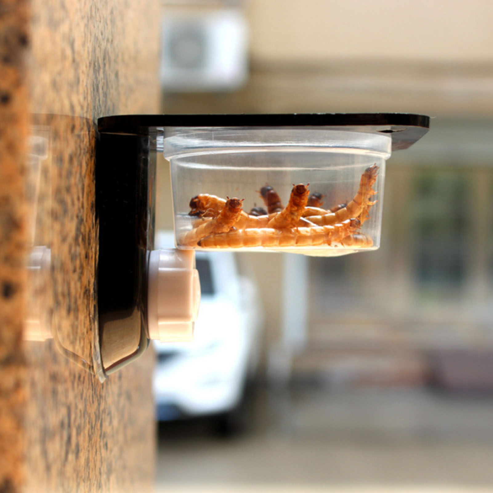 Crested Gecko Feeding Ledge Re – обзор и цена Water Dish Reptile